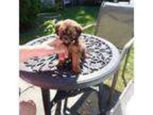 Shih-Poo Puppy for sale in Fort Lee, NJ, USA