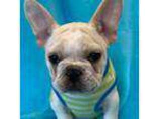 French Bulldog Puppy for sale in Dysart, IA, USA