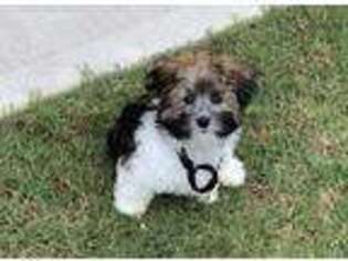 Havanese Puppy for sale in Buford, GA, USA