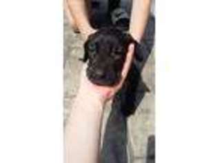 Great Dane Puppy for sale in Collins, OH, USA