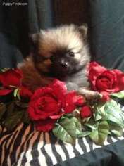 Pomeranian Puppy for sale in Seville, OH, USA