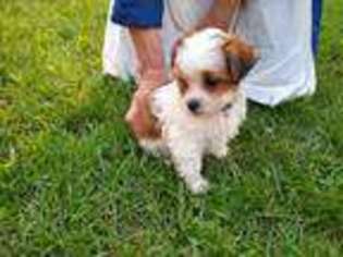 Lhasa Apso Puppy for sale in Scottville, MI, USA