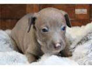 Italian Greyhound Puppy for sale in Monroe, LA, USA