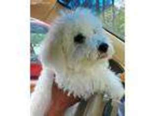 Bichon Frise Puppy for sale in Syosset, NY, USA