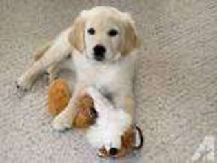 Golden Retriever Puppy for sale in BIG LAKE, MN, USA