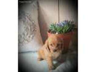 Cavapoo Puppy for sale in Seaman, OH, USA