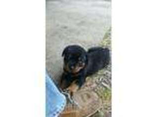 Rottweiler Puppy for sale in Sarasota, FL, USA
