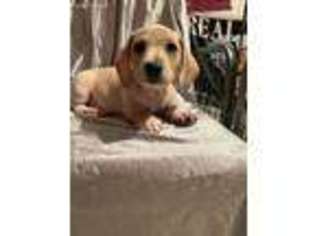 Dachshund Puppy for sale in Brooklyn, NY, USA