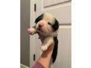 Pembroke Welsh Corgi Puppy for sale in Byers, CO, USA