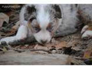 Australian Shepherd Puppy for sale in Jackson, TN, USA
