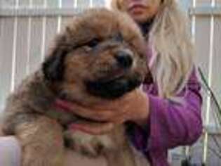 Tibetan Mastiff Puppy for sale in Yuba City, CA, USA