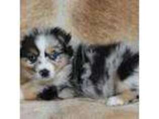 Miniature Australian Shepherd Puppy for sale in La Crosse, WI, USA