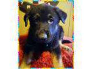 German Shepherd Dog Puppy for sale in West Bloomfield, MI, USA