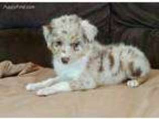 Australian Shepherd Puppy for sale in Apple Valley, CA, USA