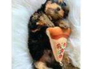 Yorkshire Terrier Puppy for sale in Queens, NY, USA