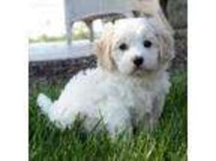 Cavachon Puppy for sale in Bluffton, IN, USA