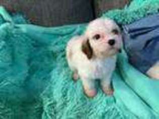 Cavapoo Puppy for sale in Yantis, TX, USA