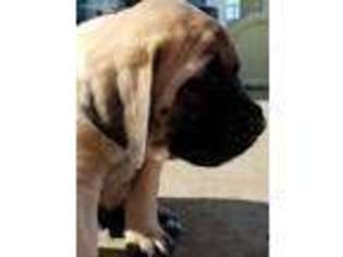 Mastiff Puppy for sale in Lowell, IN, USA
