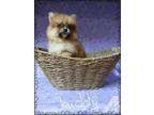 Pomeranian Puppy for sale in FLOWER MOUND, TX, USA