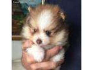 Pomeranian Puppy for sale in Oakland, NE, USA