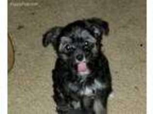 Chinese Crested Puppy for sale in Humble, TX, USA