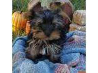 Yorkshire Terrier Puppy for sale in Windyville, MO, USA