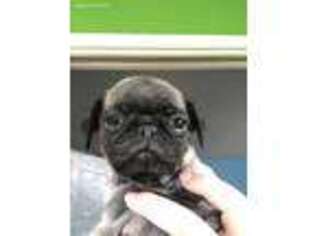 Pug Puppy for sale in Berryville, VA, USA