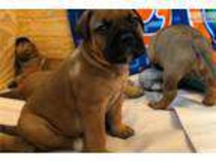 Bullmastiff Puppy for sale in Omaha, NE, USA