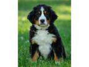 Bernese Mountain Dog Puppy for sale in Wanamingo, MN, USA