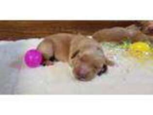 Golden Retriever Puppy for sale in Clare, MI, USA