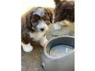 Mutt Puppy for sale in Elkhart, IN, USA
