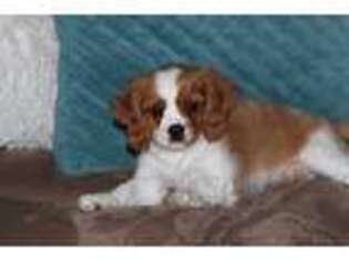 Cavalier King Charles Spaniel Puppy for sale in Estes Park, CO, USA
