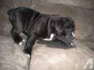 Olde English Bulldogge Puppy for sale in ATHENS, PA, USA