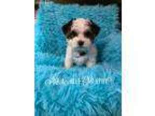 Yorkshire Terrier Puppy for sale in Rossville, GA, USA