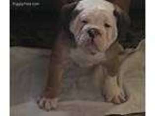 Olde English Bulldogge Puppy for sale in Rustburg, VA, USA