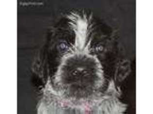 German Wirehaired Pointer Puppy for sale in Waxhaw, NC, USA