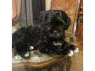 Shih-Poo Puppy for sale in Englewood, CO, USA