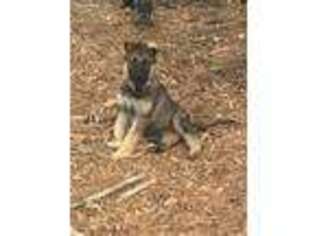 German Shepherd Dog Puppy for sale in Greenville, SC, USA