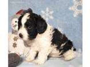 Cavapoo Puppy for sale in Woodburn, IN, USA