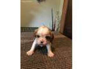 Cavalier King Charles Spaniel Puppy for sale in Moville, IA, USA