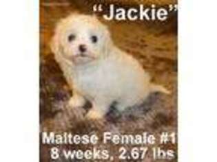 Maltese Puppy for sale in Somerset, KY, USA