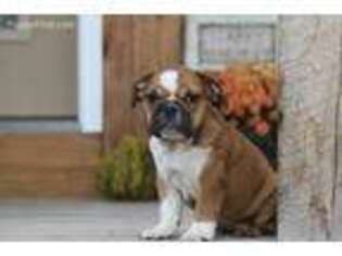 Bulldog Puppy for sale in Portland, IN, USA