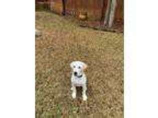Labrador Retriever Puppy for sale in Cedar Park, TX, USA
