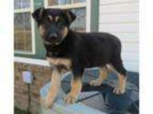 German Shepherd Dog Puppy for sale in Checotah, OK, USA
