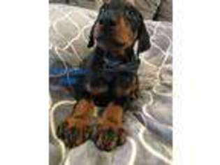 Doberman Pinscher Puppy for sale in Beckley, WV, USA