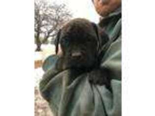 Mastiff Puppy for sale in Akron, IN, USA