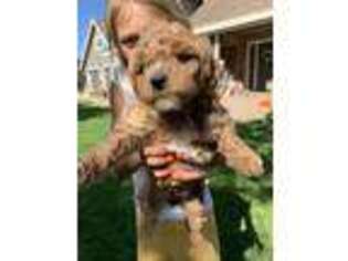 Labradoodle Puppy for sale in Galt, CA, USA