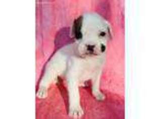 Boxer Puppy for sale in Lake Panasoffkee, FL, USA