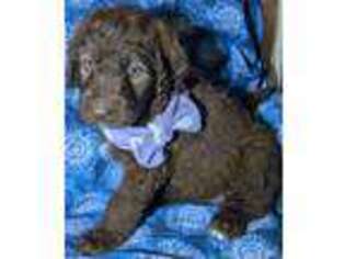 Labradoodle Puppy for sale in Clio, MI, USA