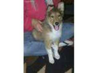 Collie Puppy for sale in Franklin, NC, USA